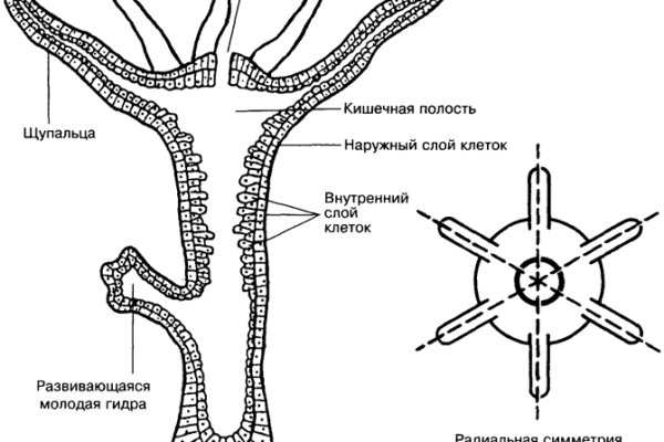 Настоящий сайт kraken